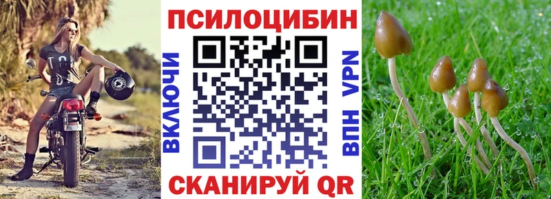 Галлюциногенные грибы Psilocybe Гатчина